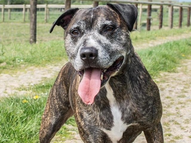 Annie said: "Nico is a lovely older boy who makes friends with everyone he meets & has a real zest for life. He knows several commands & will make some one a wonderful loyal friend."