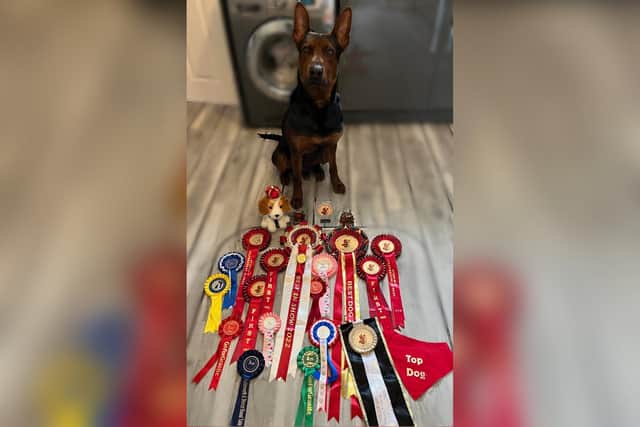 Kyle's dog, Soul, a Laizhou Hong, with all the awards he's won at dog shows