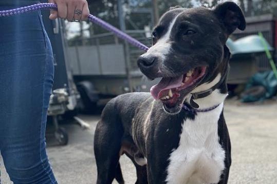 Annie said: "Billy boy has not had a good start in life & needs a secure loving family to show him life can be ok. He is a young Lurcher lad, is great with other dogs but has a very high prey drive so no smaller furries."