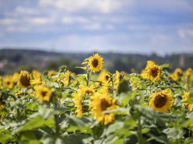 The sunflower field and maize maze is now open for family days out during the summer holidays.