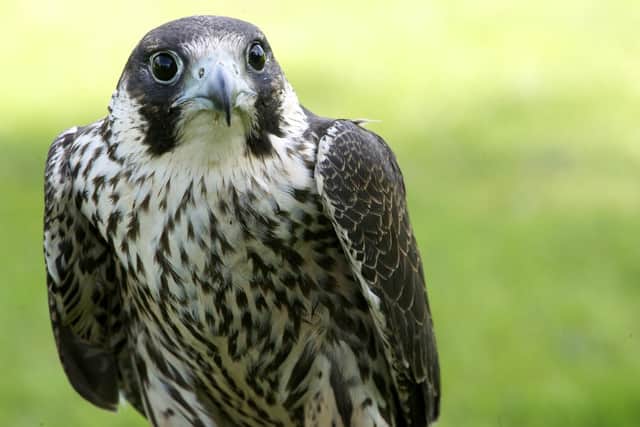 A Peregrine Falcon - library picture