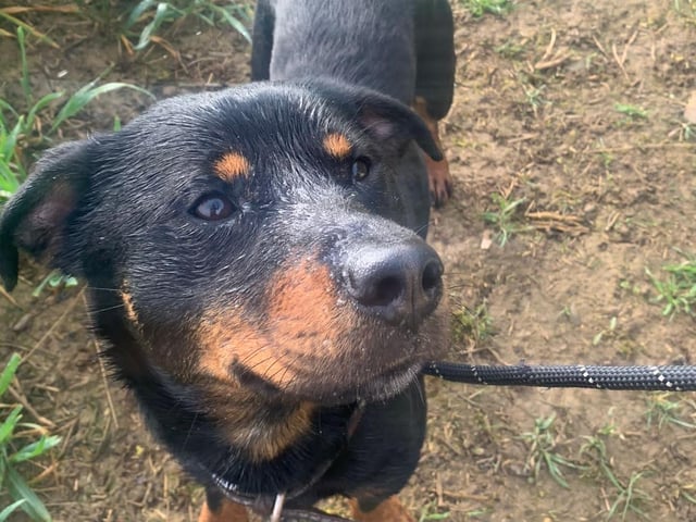 This is handsome young boy is Binx. Through no fault of his own is back at Animals in Need. He absolutely loves cuddles and kisses. A very cheeky chap and loves to play. He does like to explore off the lead and is sometimes difficult to get back. He enjoys long walks and is great with other dogs. He goes for long walks twice a day and then is out in the garden supervised. He has two meals a day.