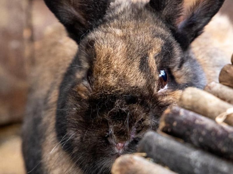 Animals In Need currently has more than 30 bunnies needing homes