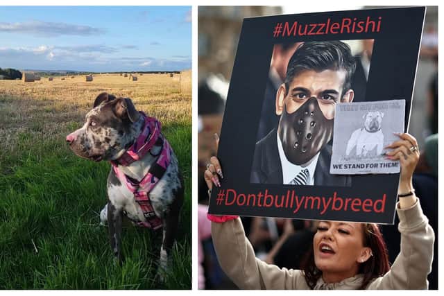 Stef's XL Bully, Koa, (left). And a protester demonstrating against the Government's ban (right).