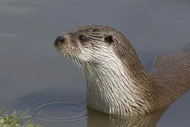 File picture of an otter