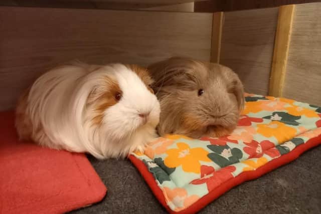 Guinea pigs Mabel and Betty have already benefitted from zumi having their nails clipped at home