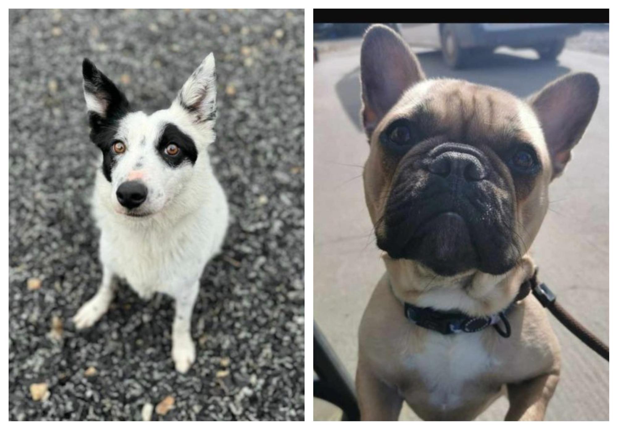 Six rescue dogs looking for a new home this week