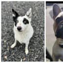 Six rescue dogs looking for a new home this week