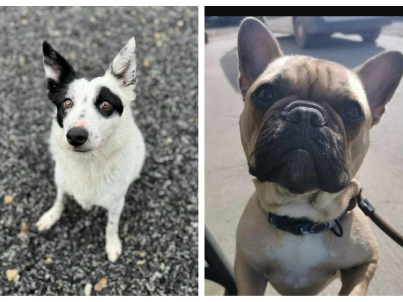 Six rescue dogs looking for a new home this week