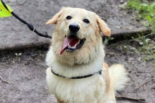 Marvel is a stunning 18-month-old Golden Retriever. He was a lockdown puppy and sadly not socialised. He does need a very special, experienced and patient home with no children.