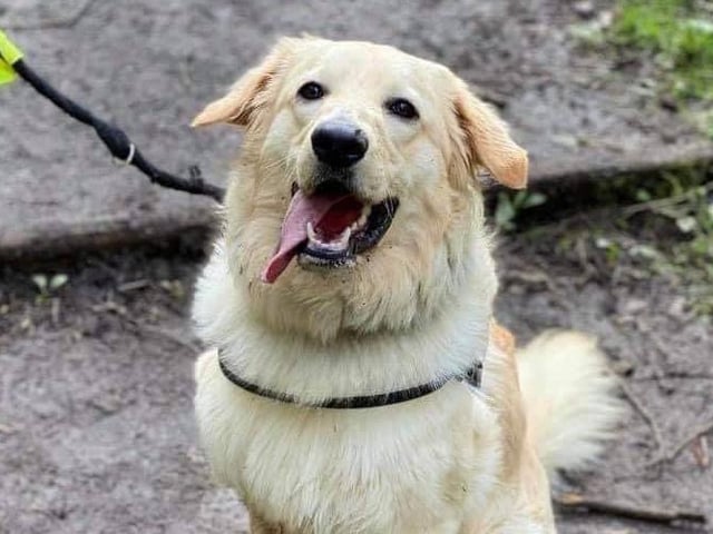 Marvel is a stunning 18-month-old Golden Retriever. He was a lockdown puppy and sadly not socialised. He does need a very special, experienced and patient home with no children.