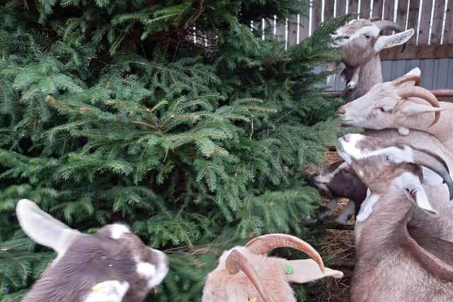 Goats enjoying a fresh pine tree at Ganders Goat farm, Cottingham