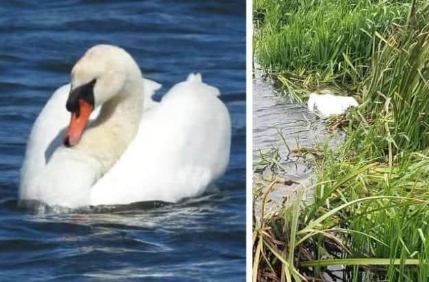 A mute swan at the Embankment/ one of the dead swans/UGC