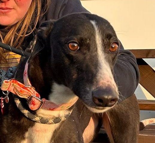 Star is a beautiful two-year-old retired Greyhound. Like most of her breed, she enjoys a couple of good walks each day and is then perfectly content to relax on a comfy couch. She’s friendly with people and other dogs but isn’t suited to living with cats or small furry animals.