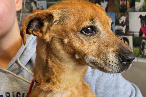 Bumble is a six year old small crossbreed, who was found straying. She is very sweet, great with people and other dogs. Arrived underweight, needs some TLC.