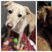 Adorable dogs looking for their forever home this week in Northamptonshire