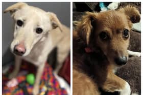 Adorable dogs looking for their forever home this week in Northamptonshire