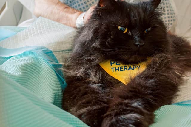 Pets As Therapy - previous BetterWithPets Prize winner