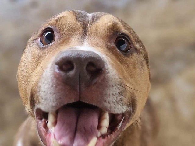 Murphy is a super happy boisterous five-year-old Staffie lad. A calm but active home would be amazing so he does not get over stimulated but does get tired out. He would prefer to be the only animal in the home