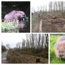 Work is ongoing at Nene Wetlands in preparation for the reintroduction of beavers to Northants for the first time in 400 years