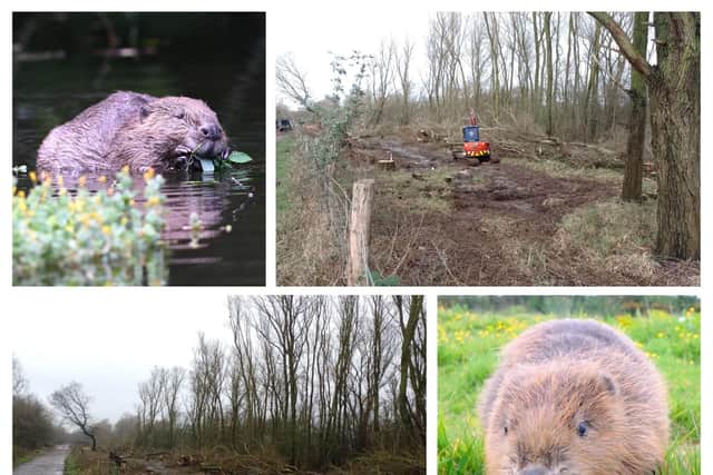 Work is ongoing at Nene Wetlands in preparation for the reintroduction of beavers to Northants for the first time in 400 years
