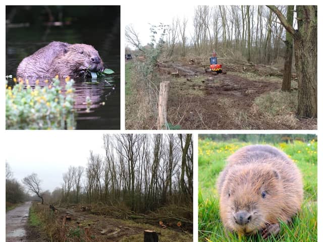 Work is ongoing at Nene Wetlands in preparation for the reintroduction of beavers to Northants for the first time in 400 years