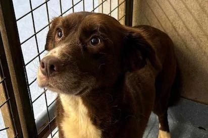 Mocha is a three year old spaniel cross collie. Like all this week's dogs, she came to us from a council pound. Her confidence has blossomed since being with us. She is a sweet natured girl who loves other dogs.