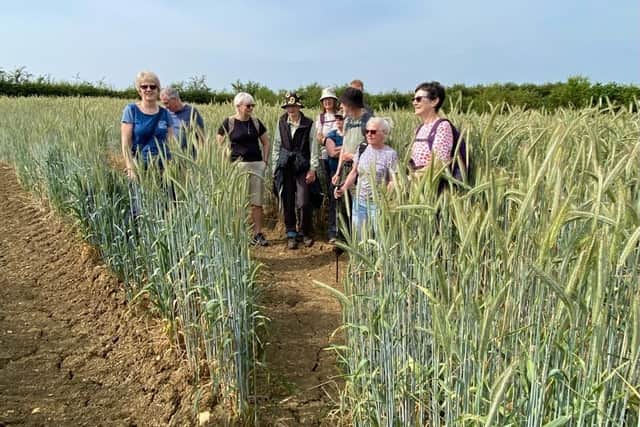 Walking through some very tall corn.