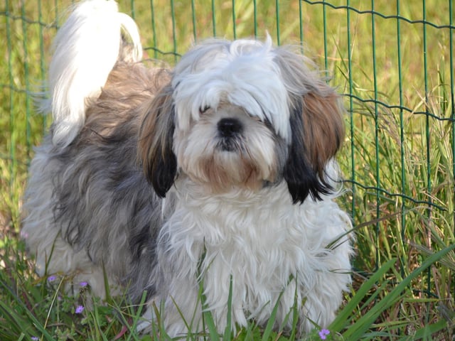 A Shih Tzu has been known to have a price tag of around £1,000.