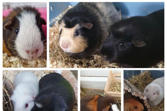 These guinea pigs are all looking for new homes