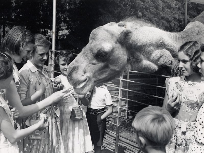 There was a famous camel at the zoo that liked to chew up its food and spit it at the guests!