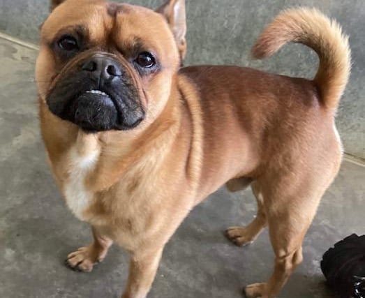Cola is a super happy two-year-old Pug cross French bulldog. A lovely lad who likes to curl up on your lap.