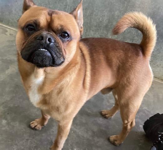 Cola is a super happy two-year-old Pug cross French bulldog. A lovely lad who likes to curl up on your lap.