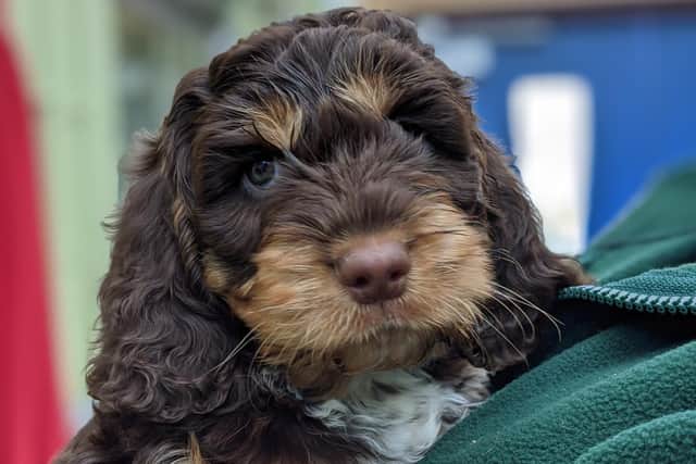 Pupsies Problematic The reality of puppyhood: An expert guide to common queries