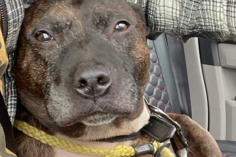 Freddie is a cute little Staffie cross who does get over friendly at times and needs a firm home to tell him NO! Freddie is 3 years old loves to play and loves toys but needs to be the only animal in the home.