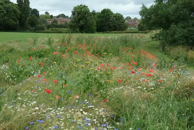 Wildflower meadows in the Ise Valley