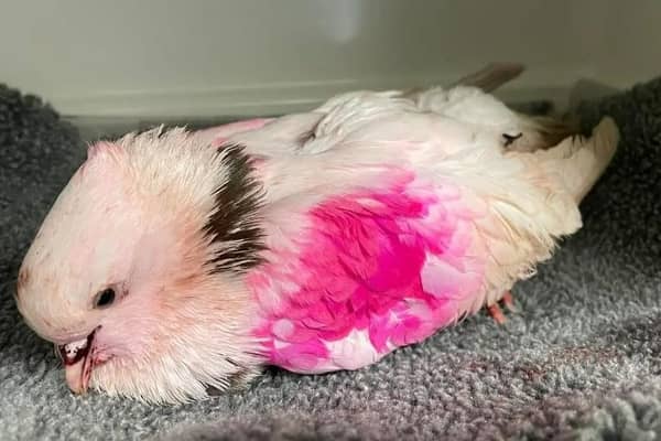 The pink pigeon found malnourished and distressed after being attacked by a cat in Corby. Image: Leicestershire Wildlife Hospital