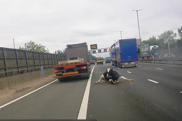 Panicked cow sprawls in road after falling from a lorry on the M6 as drivers avoid by using the hard shoulder.