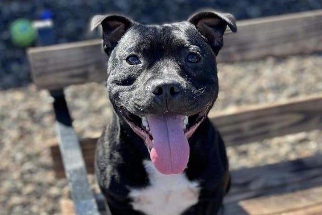Annie said: "Louie is an absolute smashing four year old Staffie! He is fine with other dogs and just desperate to be loved. An active home is essential for this energetic young man."
