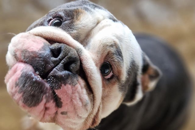 Walter is a cheeky one-year-old Bulldog. He can be selective which dogs he likes so he would be happier as the only animal in the house. He loves people and lots of attention and he knows basic commands