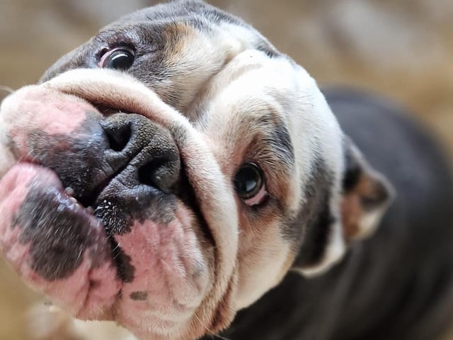 Walter is a cheeky one-year-old Bulldog. He can be selective which dogs he likes so he would be happier as the only animal in the house. He loves people and lots of attention and he knows basic commands