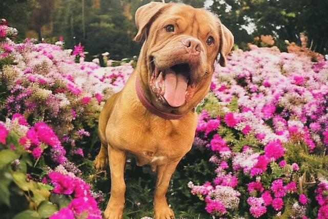 Sunny is a fabulous DogueDeBordeaux who is looking for a foster home. We’ll provide everything she needs and cover vet costs if someone can offer this special girl a place to call home. She already has a huge fan base and so much love to give. At eight years old, Sunny is super affectionate and house-trained. She’s a big fan of treats and tennis balls, loves her walks to the park, and enjoys popping into pet shops to spend her pawket money. Sunny will need a pet-free home.