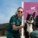 Harle, pictured with vet nurses Joanna Godfrey and Sarah Lane, owes his life to a blood transfusion