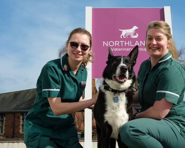 Harle, pictured with vet nurses Joanna Godfrey and Sarah Lane, owes his life to a blood transfusion