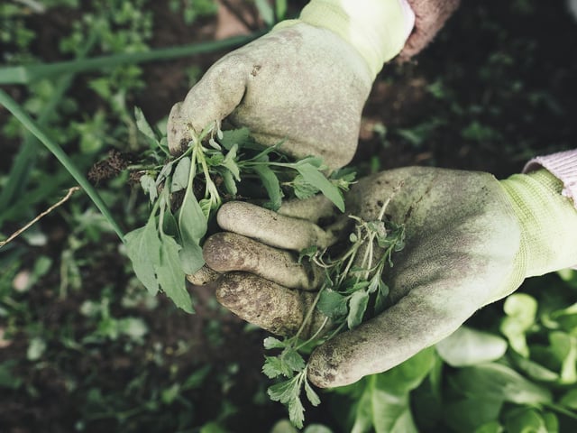 Here are some of the best garden centres in Northamptonshire...