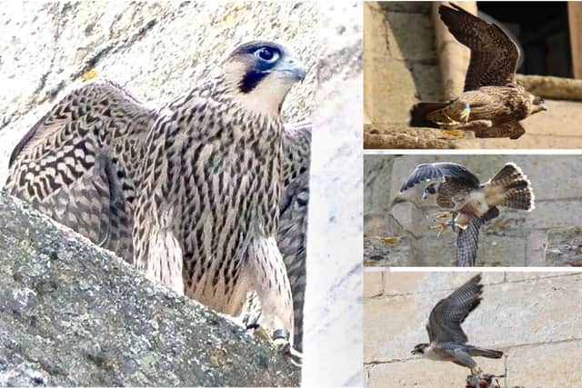 And they're off! Kettering's four peregrine falcons have fledged their nest and can be spotted on the spire of Kettering's St Peter and St Paul Church/Glyn Dobbs/ Steve Sharpe
