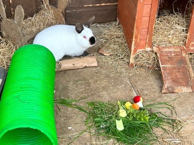 She joined us last year she was rescued from a large rabbit farm. Around a year old this beautiful girl needs a home with a neutered male rabbit.