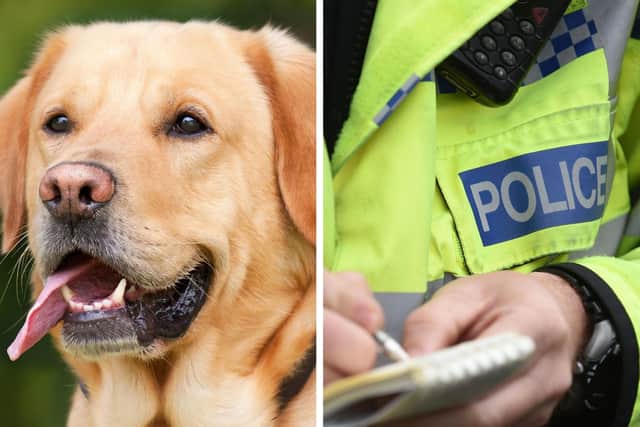 Northamptonshire Police dealt with more than 400 reports of dangerous dogs in 12 months.