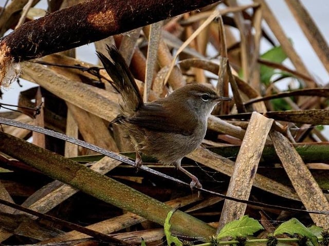 Cetti's warbler by John Kirkelionis at Summer Leys