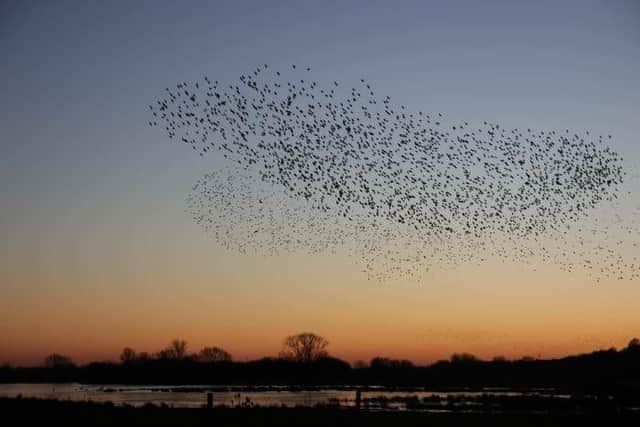 One of the murmurations captured over Stanwick Lakes
